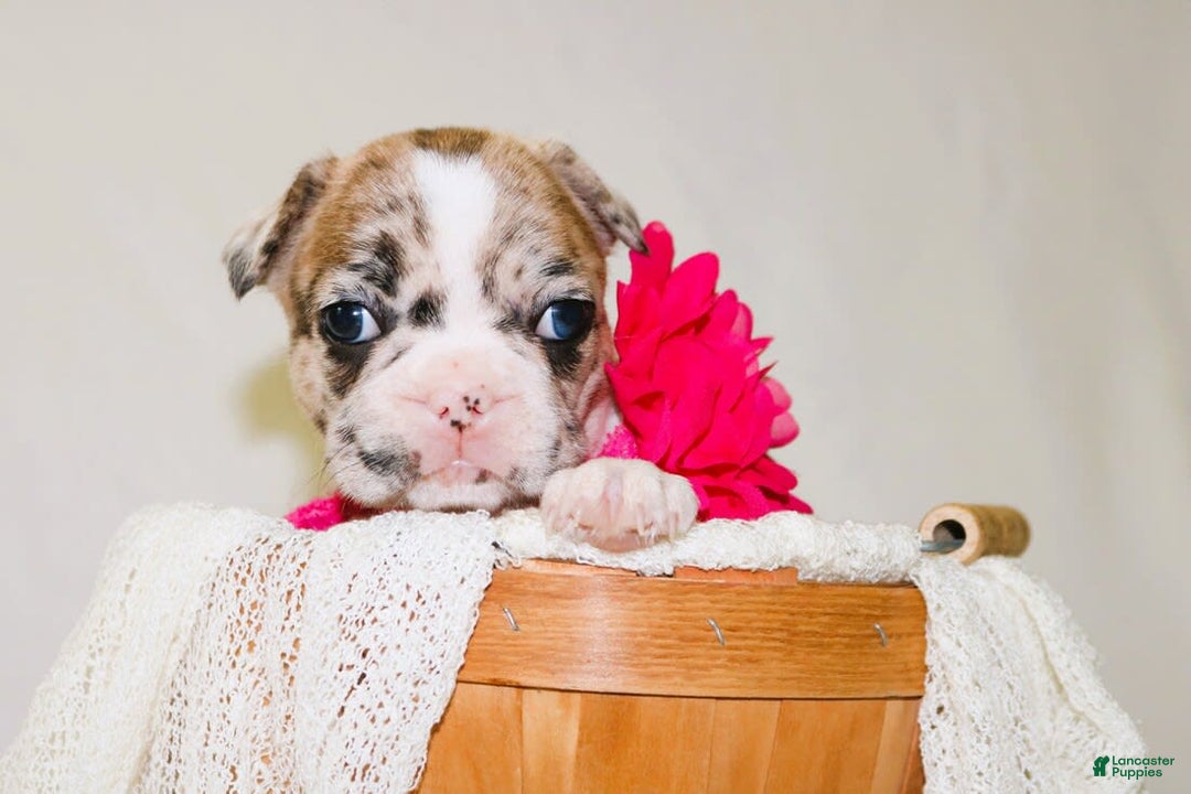 French Bulldog dogs for sale: Athena Akc - Image 34