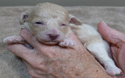 Toy Poodle dogs for sale: Nimmi Apricot - Image 6