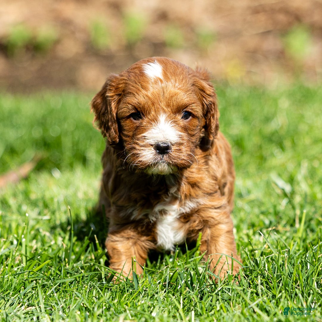 Cavapoo dogs for sale: Biscuit - Image 6