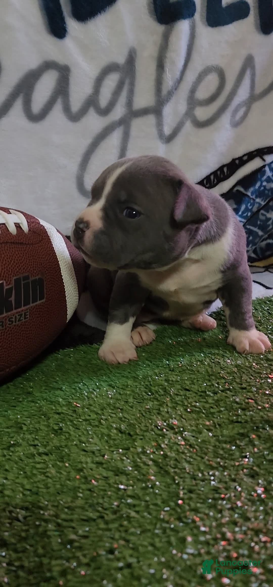 American Bully dogs for sale: Mary-kate - Image 6