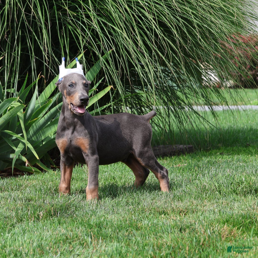 Doberman Pinscher dogs for sale: Sarge - Image 3