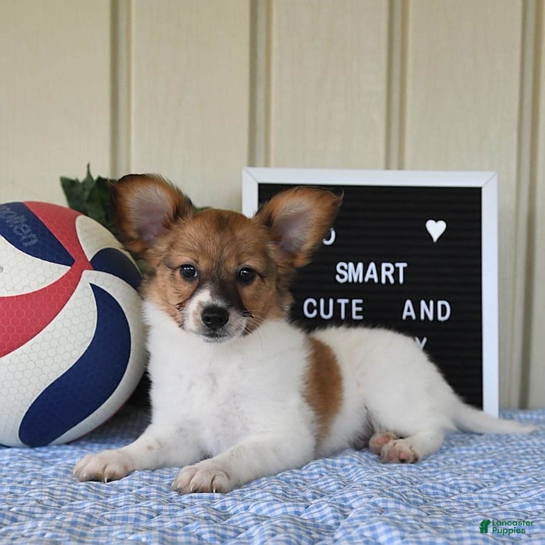 Papillon dogs for sale: Pongo - Image 10