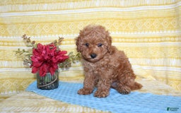 Mini Goldendoodle dogs for sale: Lewis - Image 8