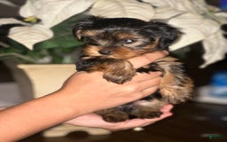 Yorkshire Terrier dogs for sale: Yorkshire Terrier 3 puppies - Image 4