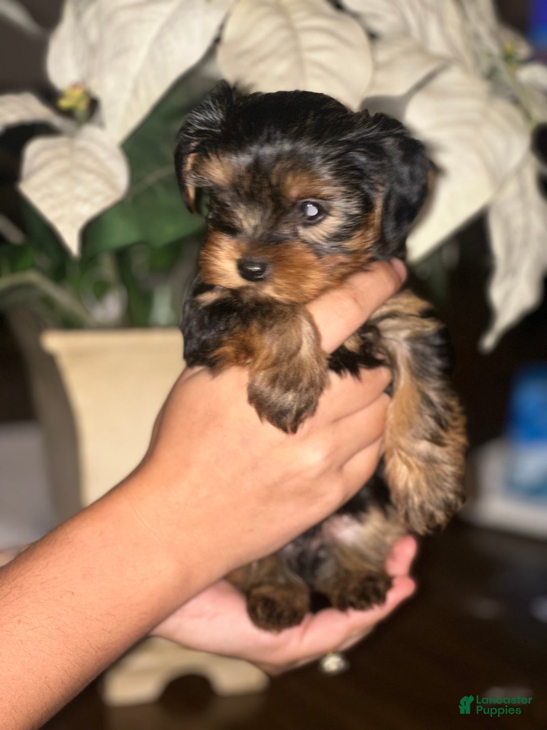 Yorkshire Terrier dogs for sale: Yorkshire Terrier 3 puppies - Image 4