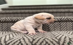 Mini Hippo dogs for sale: Duke - Image 8