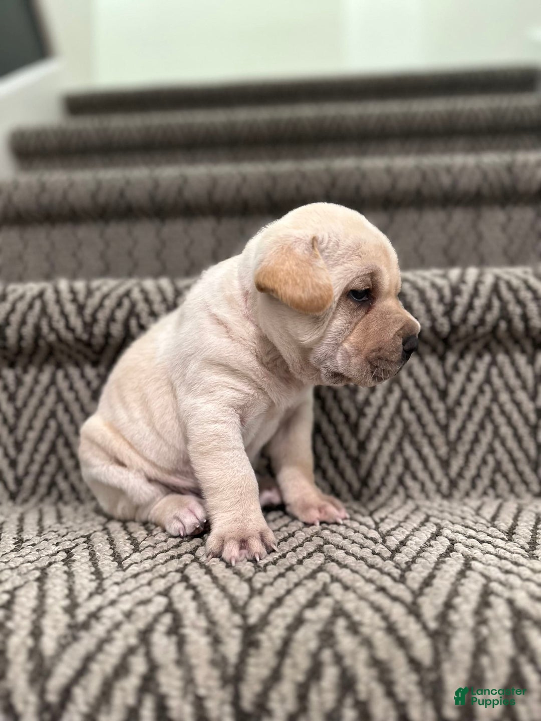Mini Hippo dogs for sale: Duke - Image 8