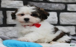 Teddy Bear dogs for sale: Alex - Image 1