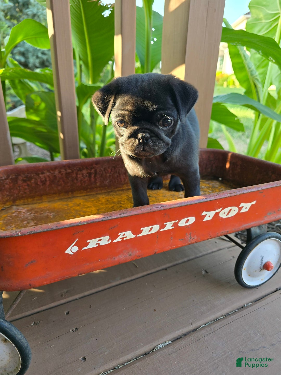 Pug dogs for sale: Pokey - Image 7