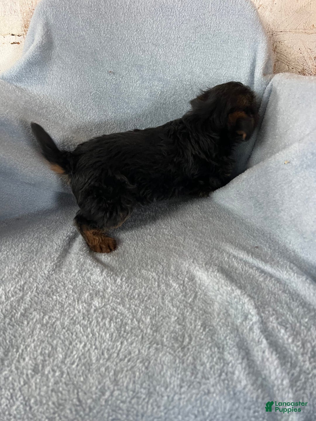 Yorkshire Terrier dogs for sale: Danny Boy - Image 8