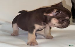 French Bulldog dogs for sale: Nova - Image 9