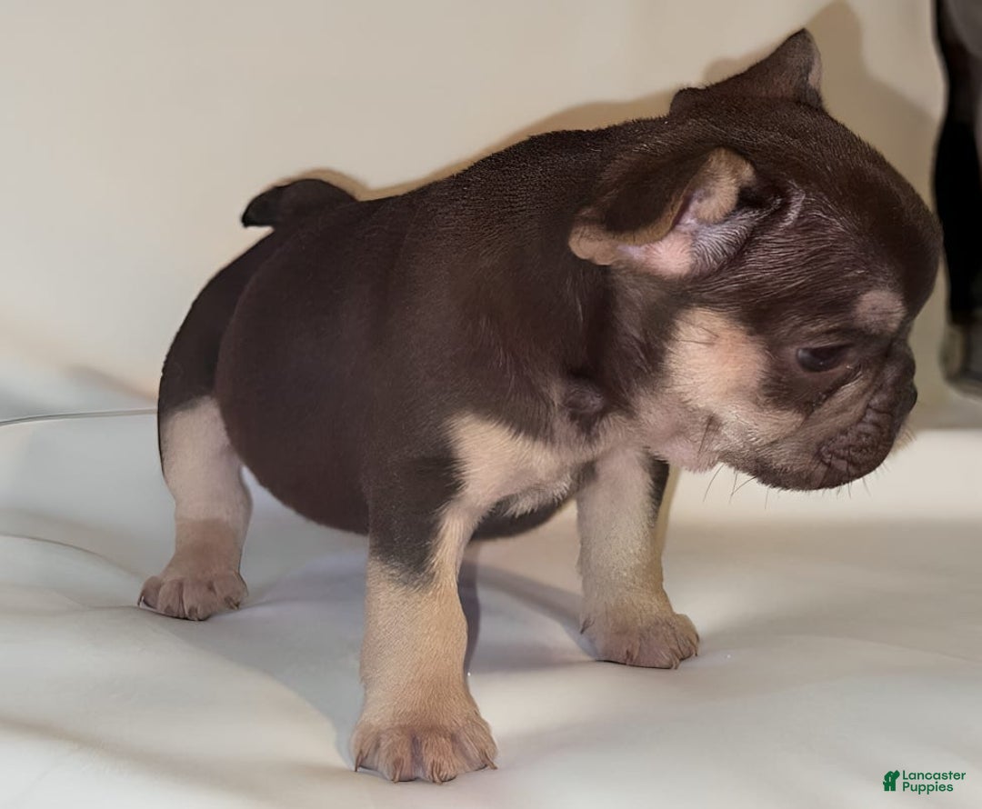 French Bulldog dogs for sale: Nova - Image 9