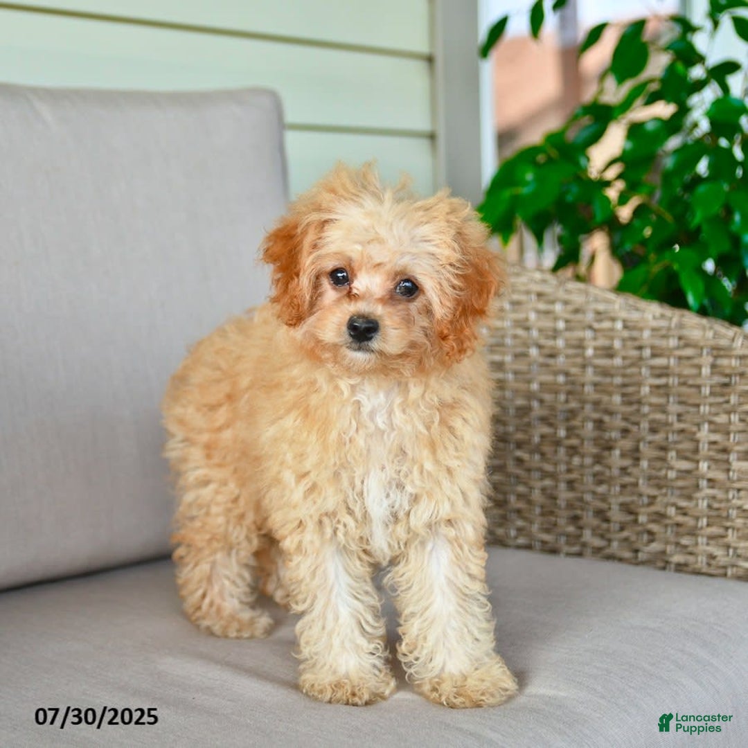 Bichpoo dogs for sale: Jasper - Image 3