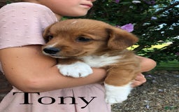 Welsh Corgi Pembroke dogs for sale: Tony - Image 2