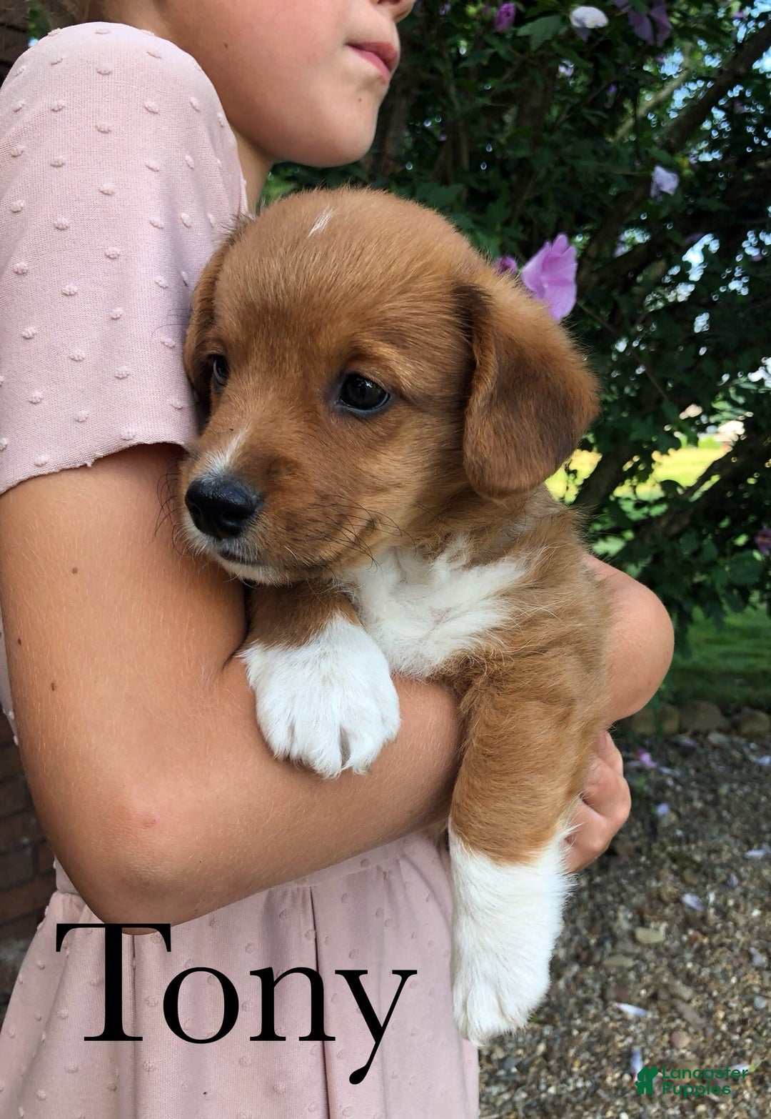 Welsh Corgi Pembroke dogs for sale: Tony - Image 2