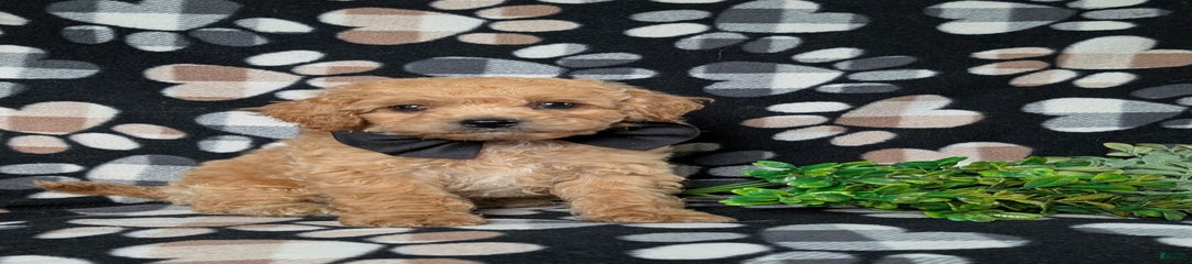 Denver Hypoallergenic