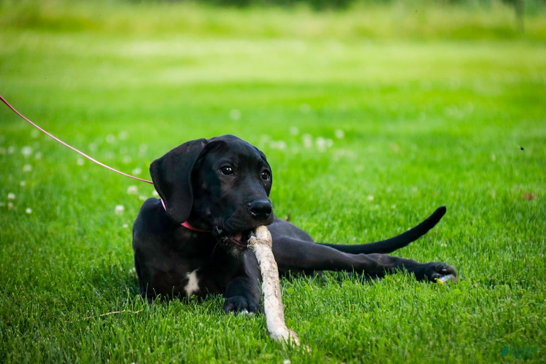 Great Dane dogs for sale: Selene - Image 14