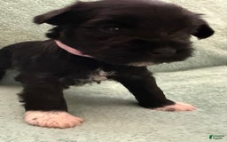 Miniature Schnauzer dogs for sale: Puppy6ltpink - Image 2
