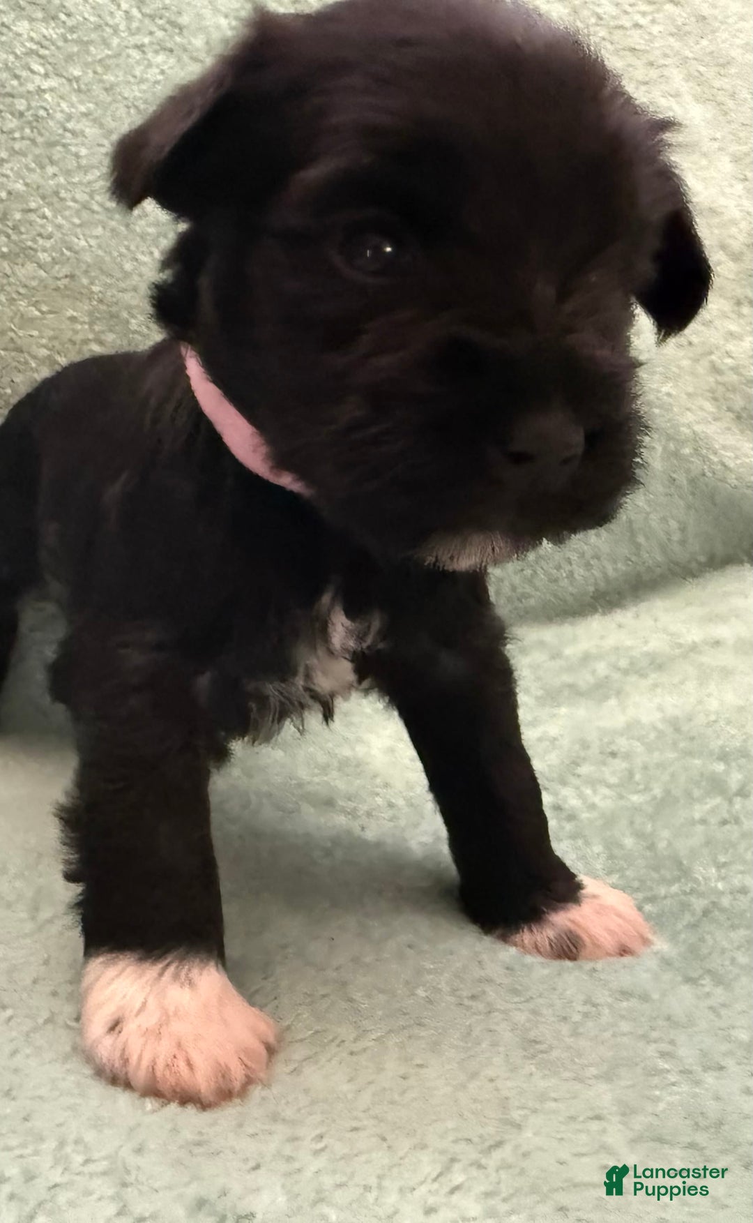 Miniature Schnauzer dogs for sale: Puppy6ltpink - Image 2