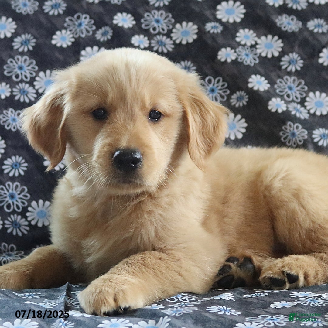 Golden Retriever dogs for sale: River - Image 3