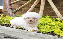 Toy Poodle dogs for sale: Toy Poodle 2 puppies - Image 5