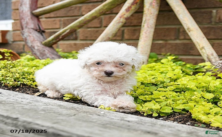 Toy Poodle dogs for sale - Ad 4
