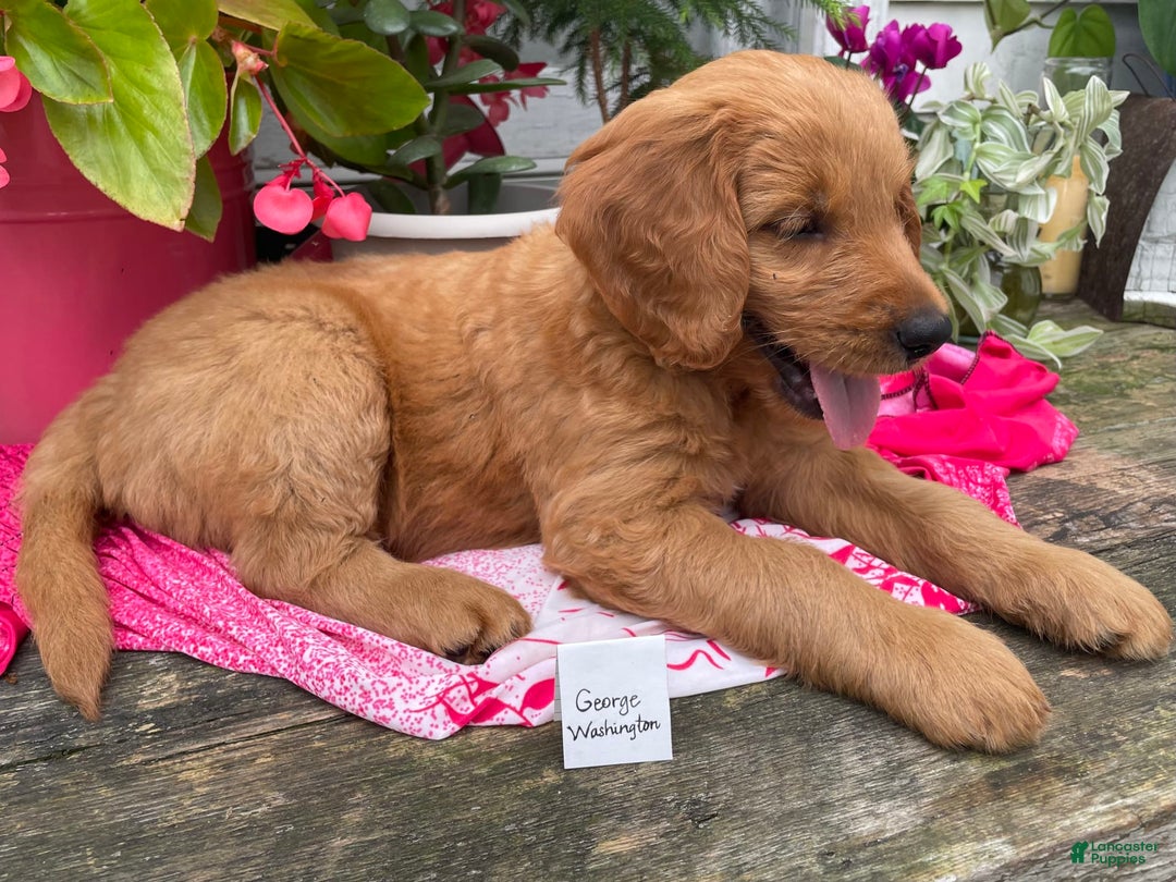 Goldendoodle dogs for sale: Washington - Image 5