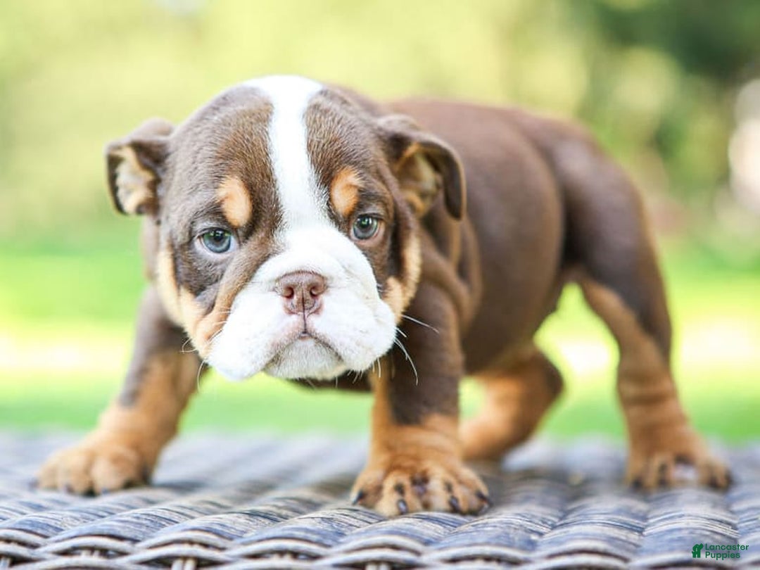 English Bulldog dogs for sale: Sadie - Image 5