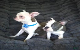 Boston Terrier dogs for sale: Nolan - Image 3