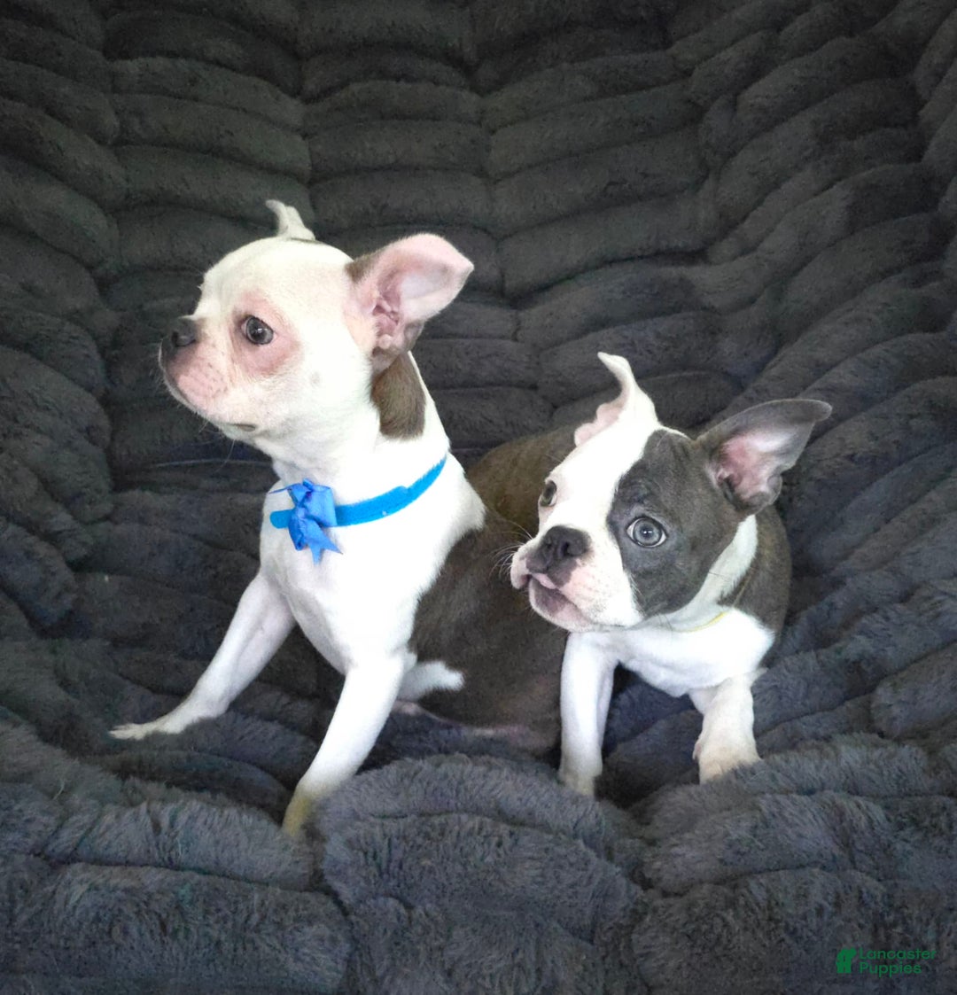Boston Terrier dogs for sale: Nolan - Image 3