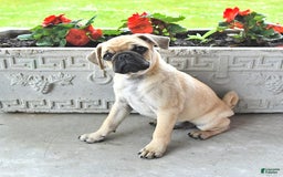 Jug dogs for sale: Rylan - Image 6