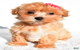 Maltipoo dogs for sale: Penny - Image 2