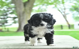 Mini Aussiedoodle dogs for sale: Wade - Image 1