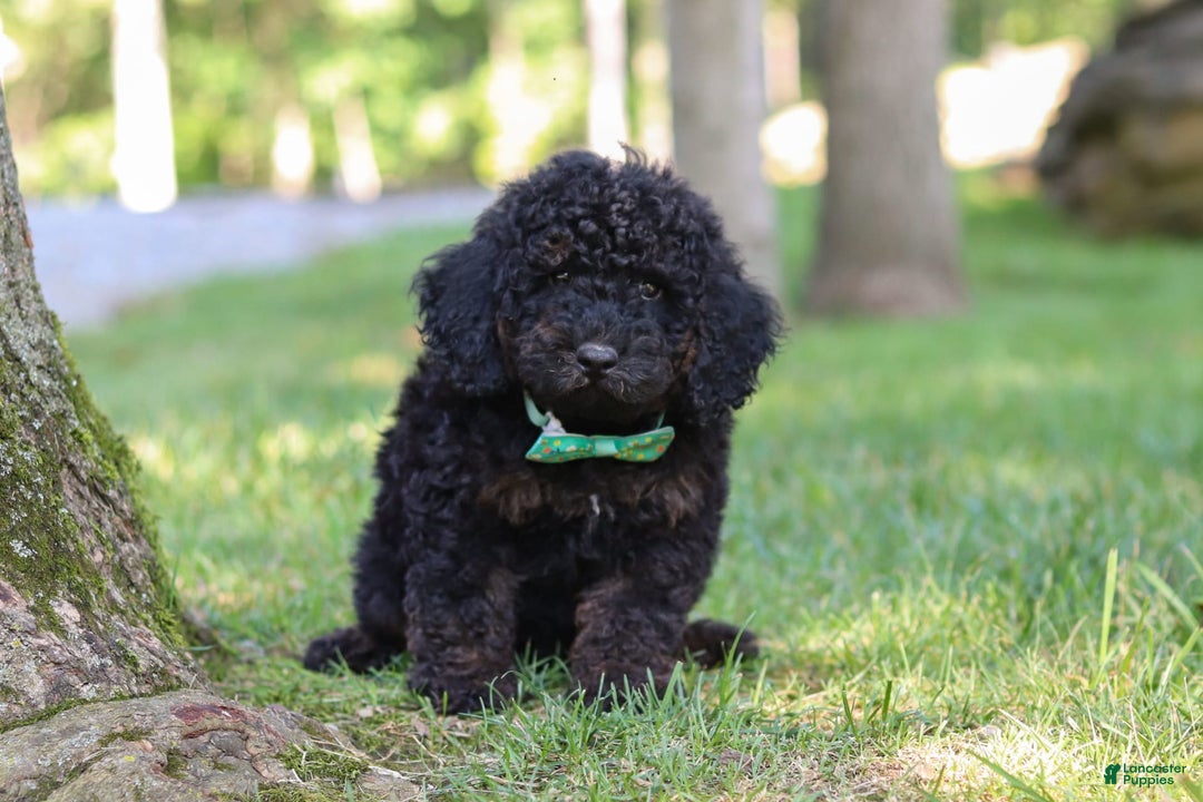 Cockapoo dogs for sale: Midnight - Image 7