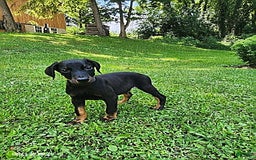 Doberman Pinscher dogs for sale: Dallas - Image 1