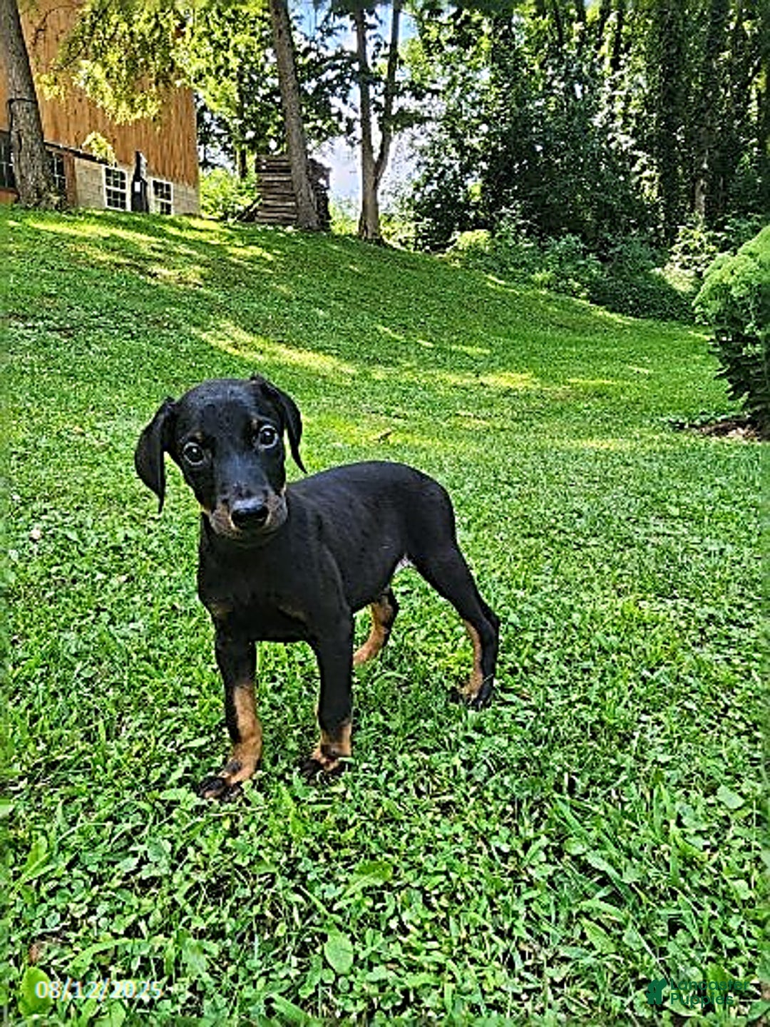 Doberman Pinscher dogs for sale: Dallas - Image 1