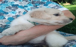 Golden Retriever dogs for sale: Picasso - Image 29
