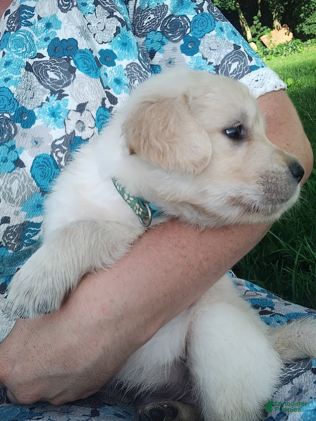 Golden Retriever dogs for sale: Picasso - Image 29