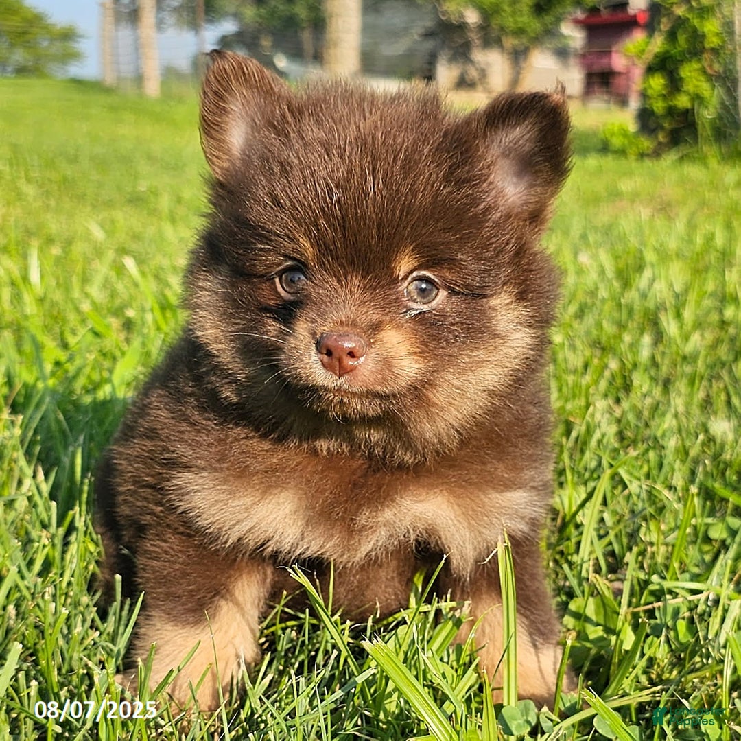 Pomeranian dogs for sale: Pomeranian 4 puppies - Image 1