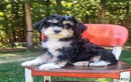 Mini Bernedoodle dogs for sale: Wilson - Image 6