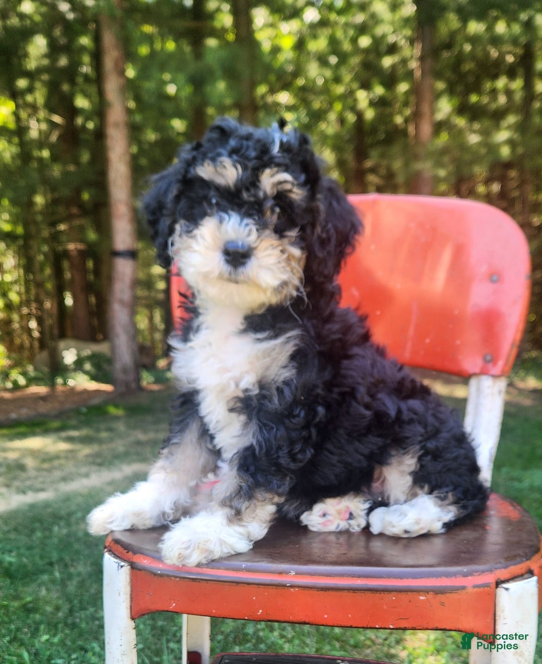 Mini Bernedoodle dogs for sale: Wilson - Image 6
