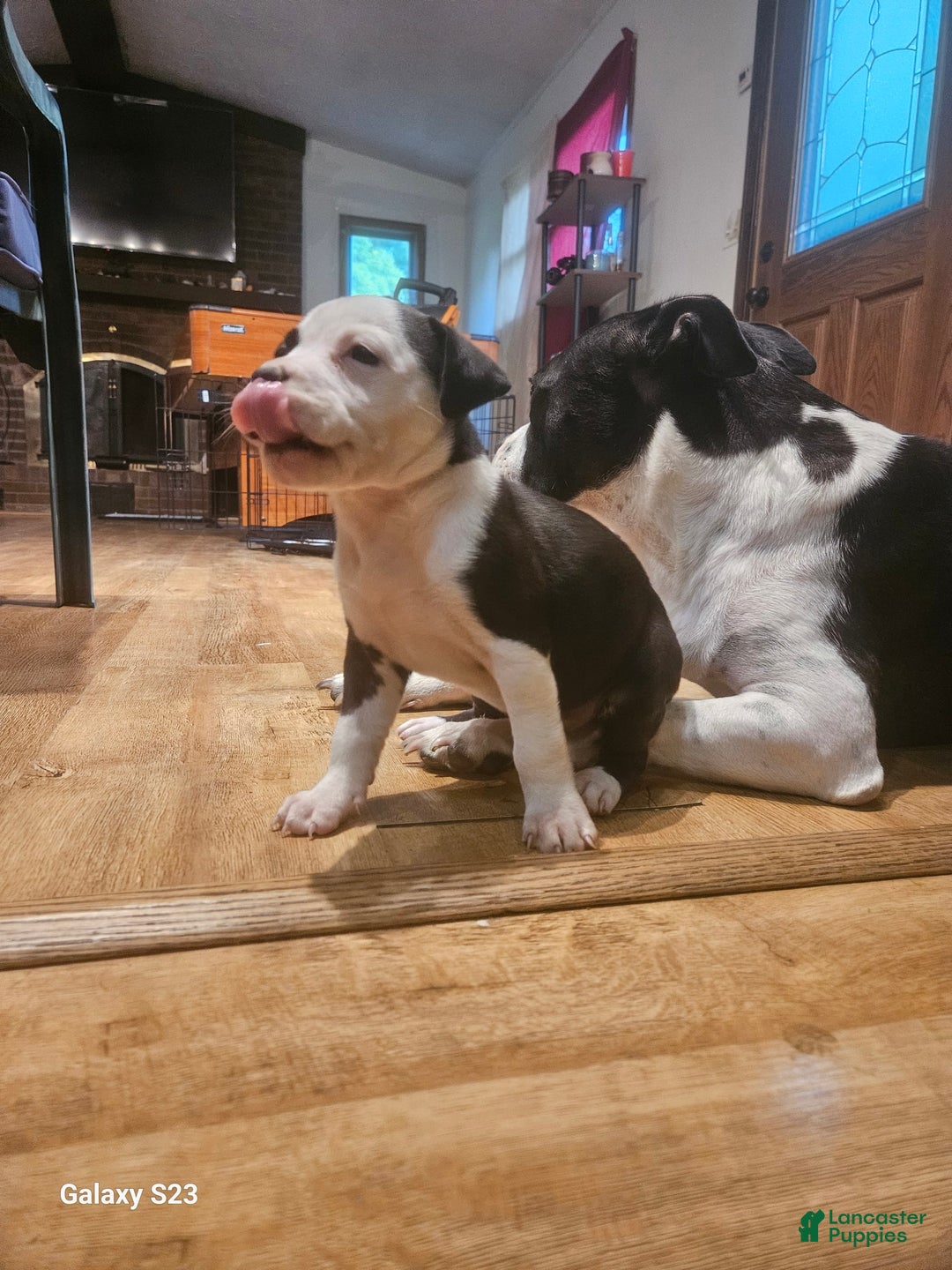 American Bully dogs for sale: Star - Image 4