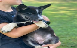 Gerberian Shepsky dogs for sale: Princess - Image 20