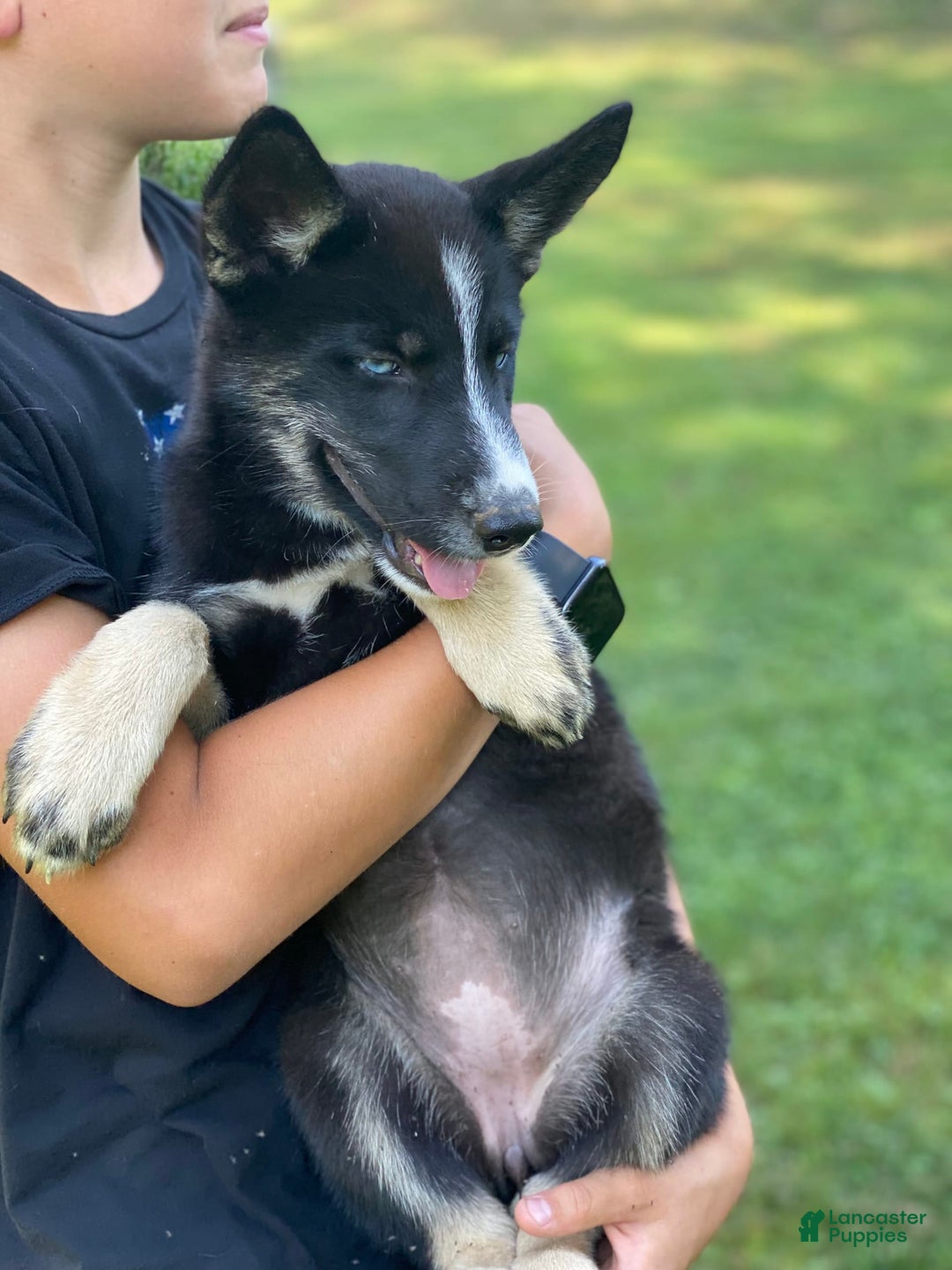 Gerberian Shepsky dogs for sale: Princess - Image 20