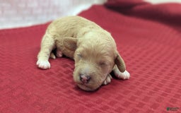 Cockapoo dogs for sale: Kurt - Image 3