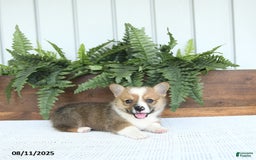 Welsh Corgi Pembroke dogs for sale: Murphy - Image 2