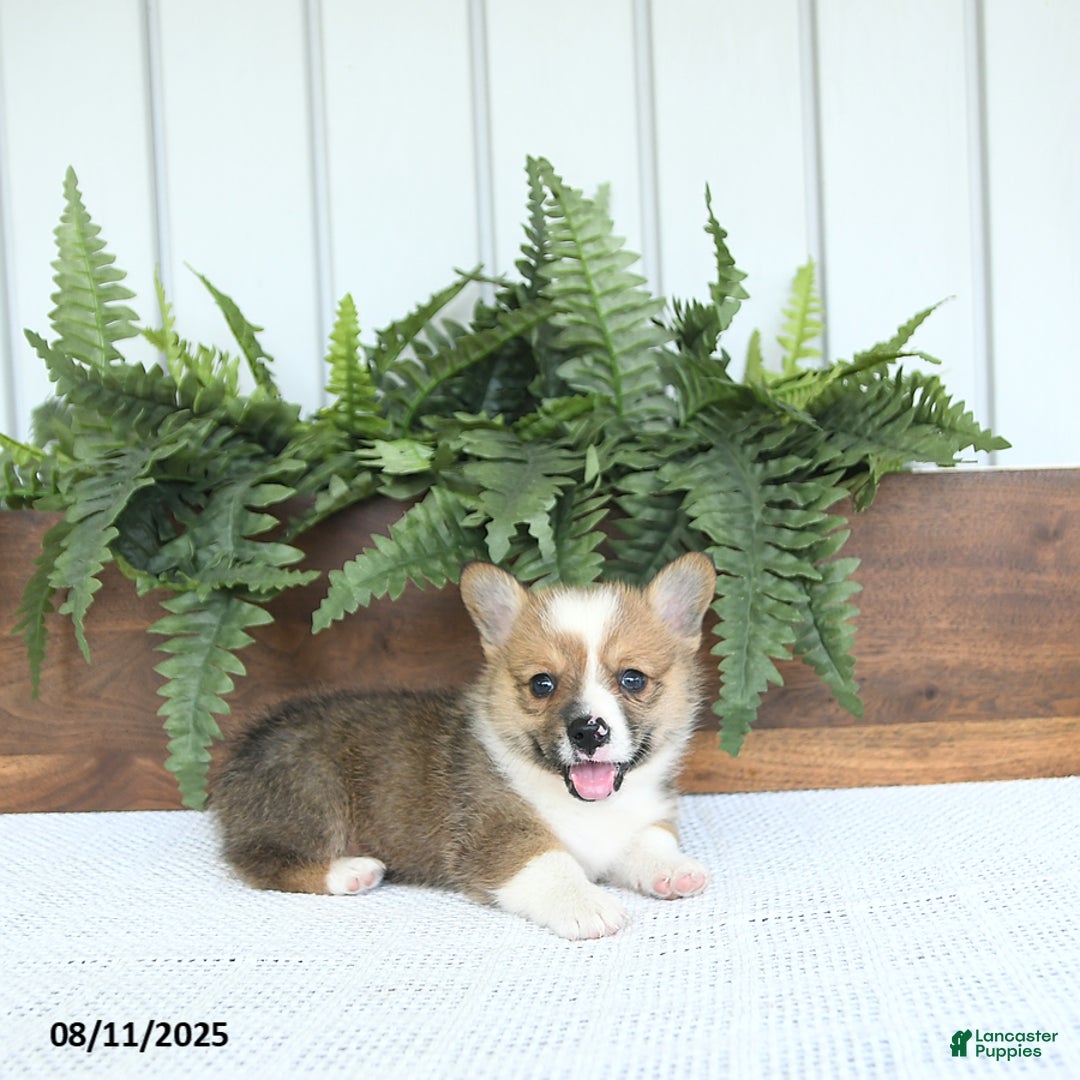 Welsh Corgi Pembroke dogs for sale: Murphy - Image 2
