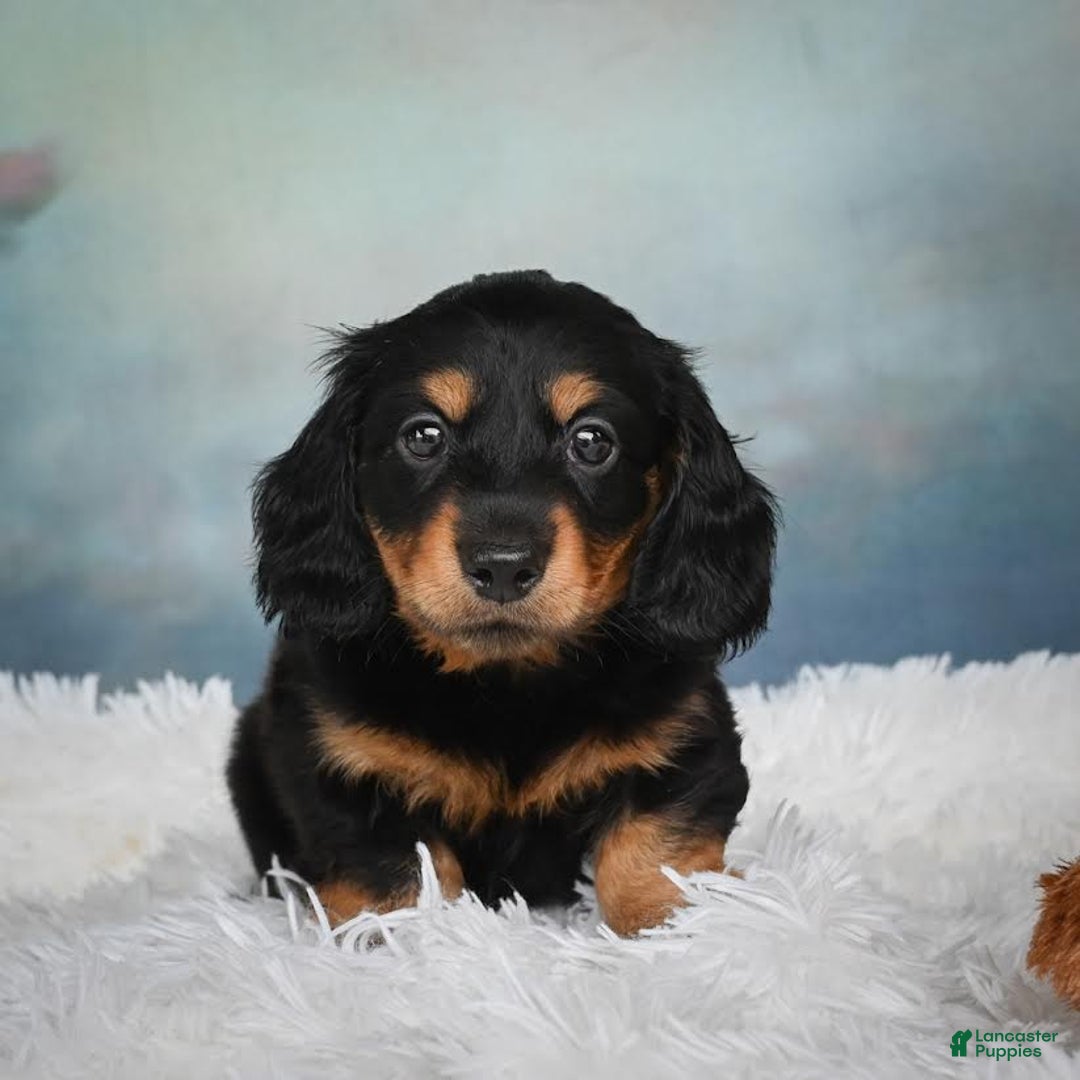 Miniature Dachshund dogs for sale: Mason - Image 4