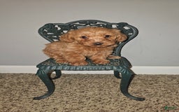 Yorkiepoo dogs for sale: Rita - Image 1