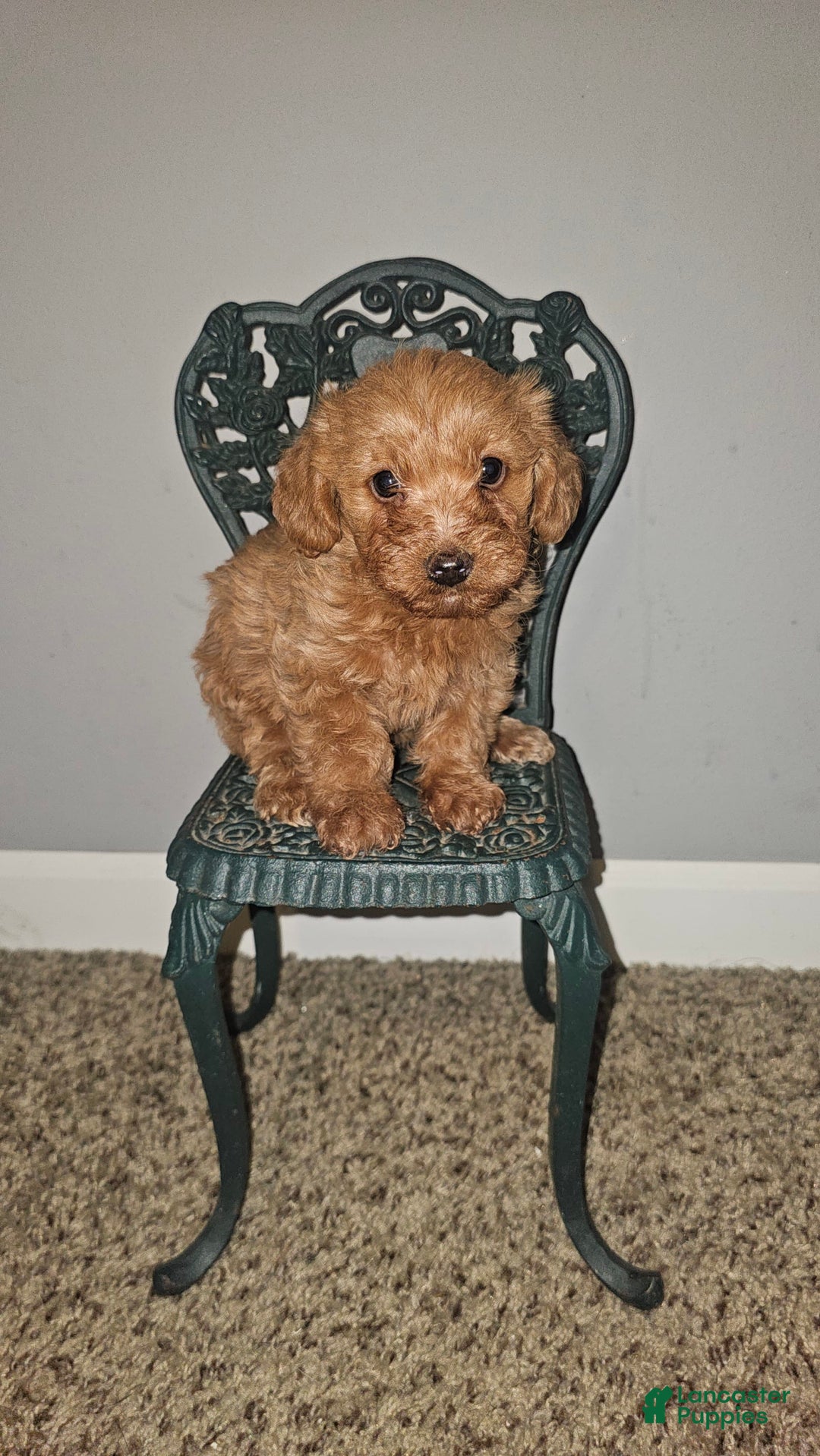Yorkiepoo dogs for sale: Rita - Image 1